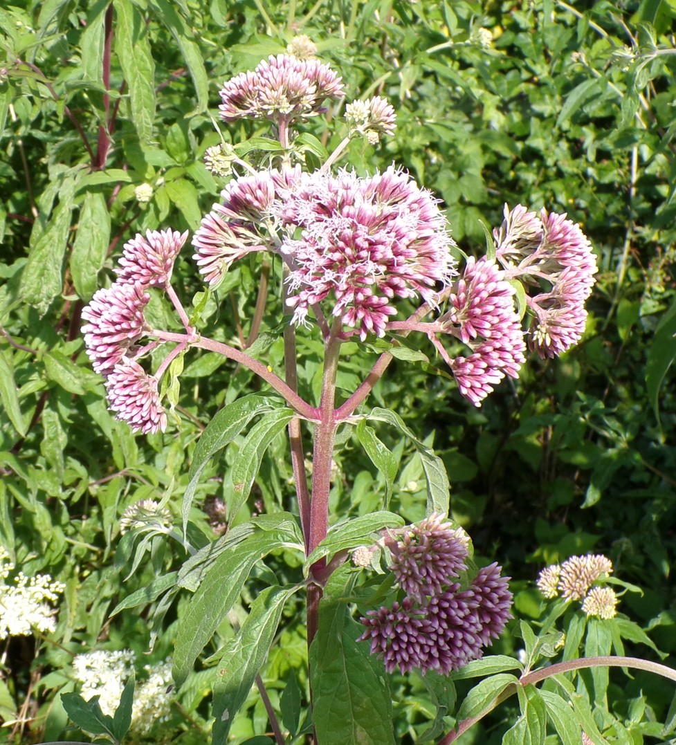 Rivièrea Sambre, Eupatoire Chanvrine.